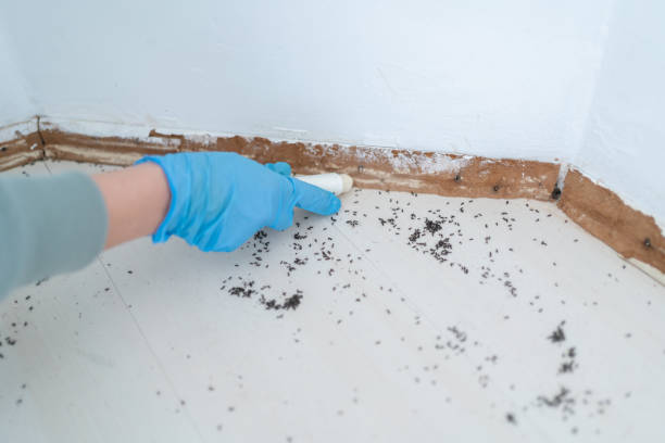 Trusted Homer, IL Pest Control Experts